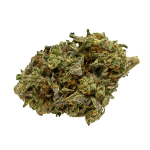 Critical Kush Strain