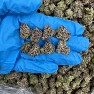 Frosty Wonderland – KO214FP