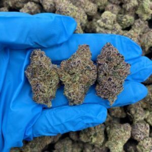 Fruity Bubblegum Belts – PH203SC