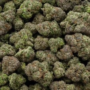 Gary Payton strain –