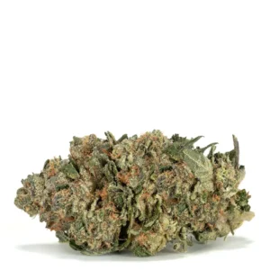 Great White Shark Strain