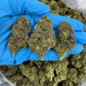 Jolly Rancher Gelato – AL214GC