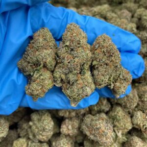 Midnight Spark – HB1105PM