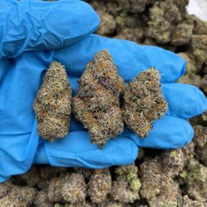 Pistachio Runtz – FL214RU