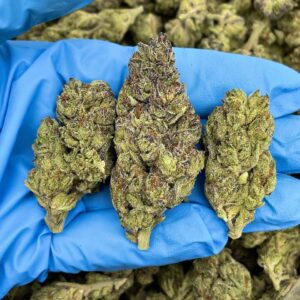 RS11 Strain – LB313RR