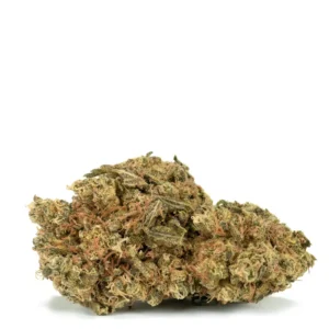Sensi Star Strain