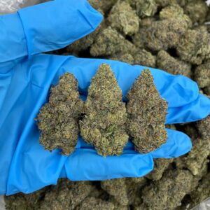 Tropical Lemon Sky – KH131BR