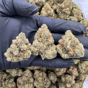 Vanilla Dream – MC801KO